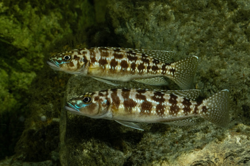 Lepidiolamprologus kamambae 'Kerenge Island'